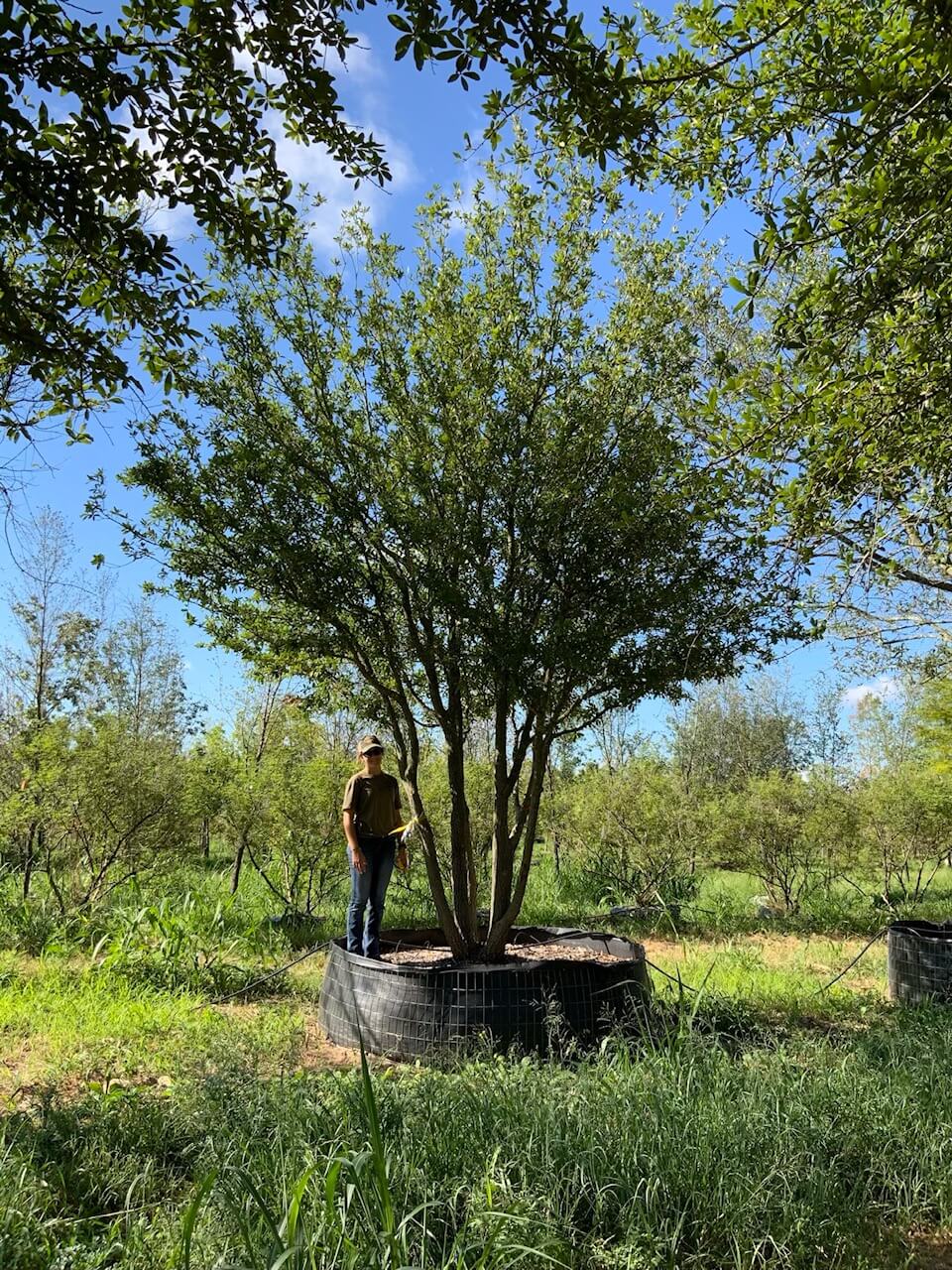 Gallery Lone Star Trees