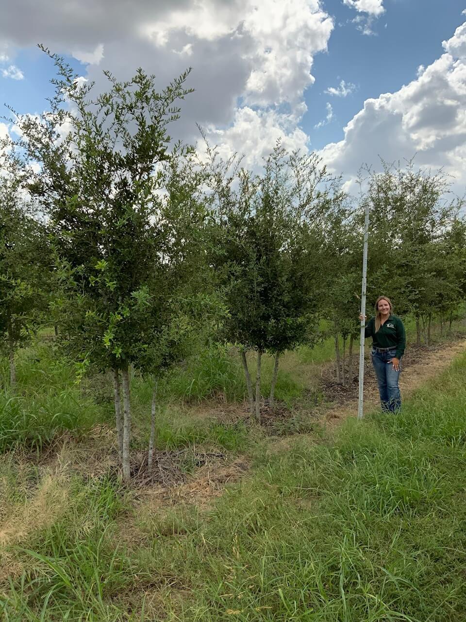 Gallery Lone Star Trees
