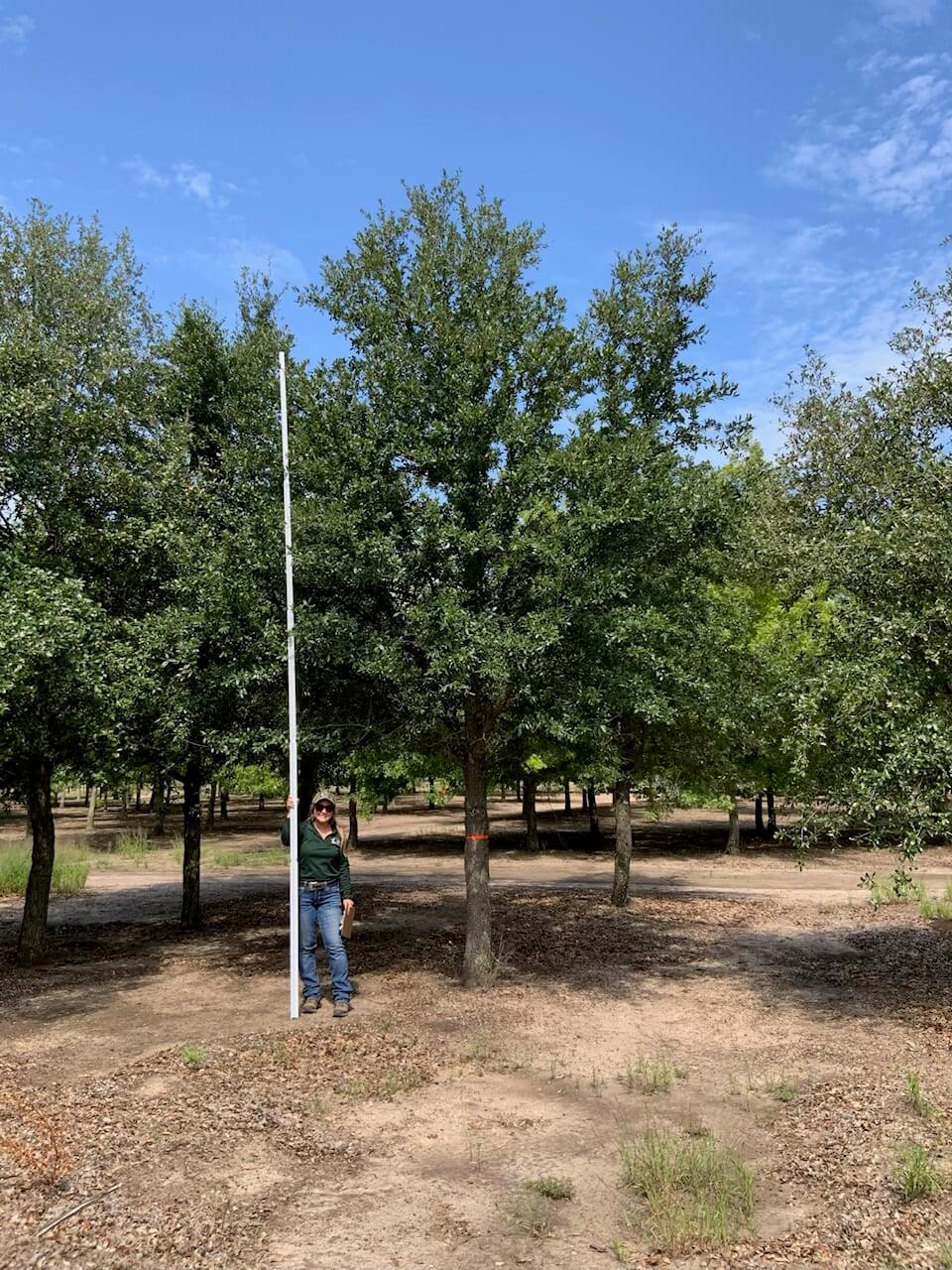 Gallery Lone Star Trees