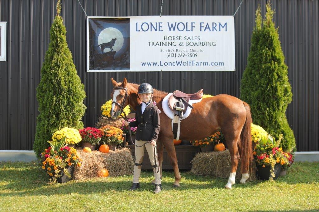 Home Lone Wolf Farm Equestrian Centre