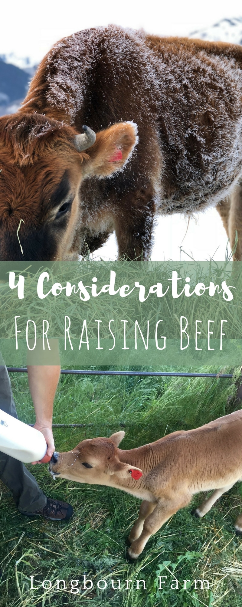 So, you want to raise your own beef?