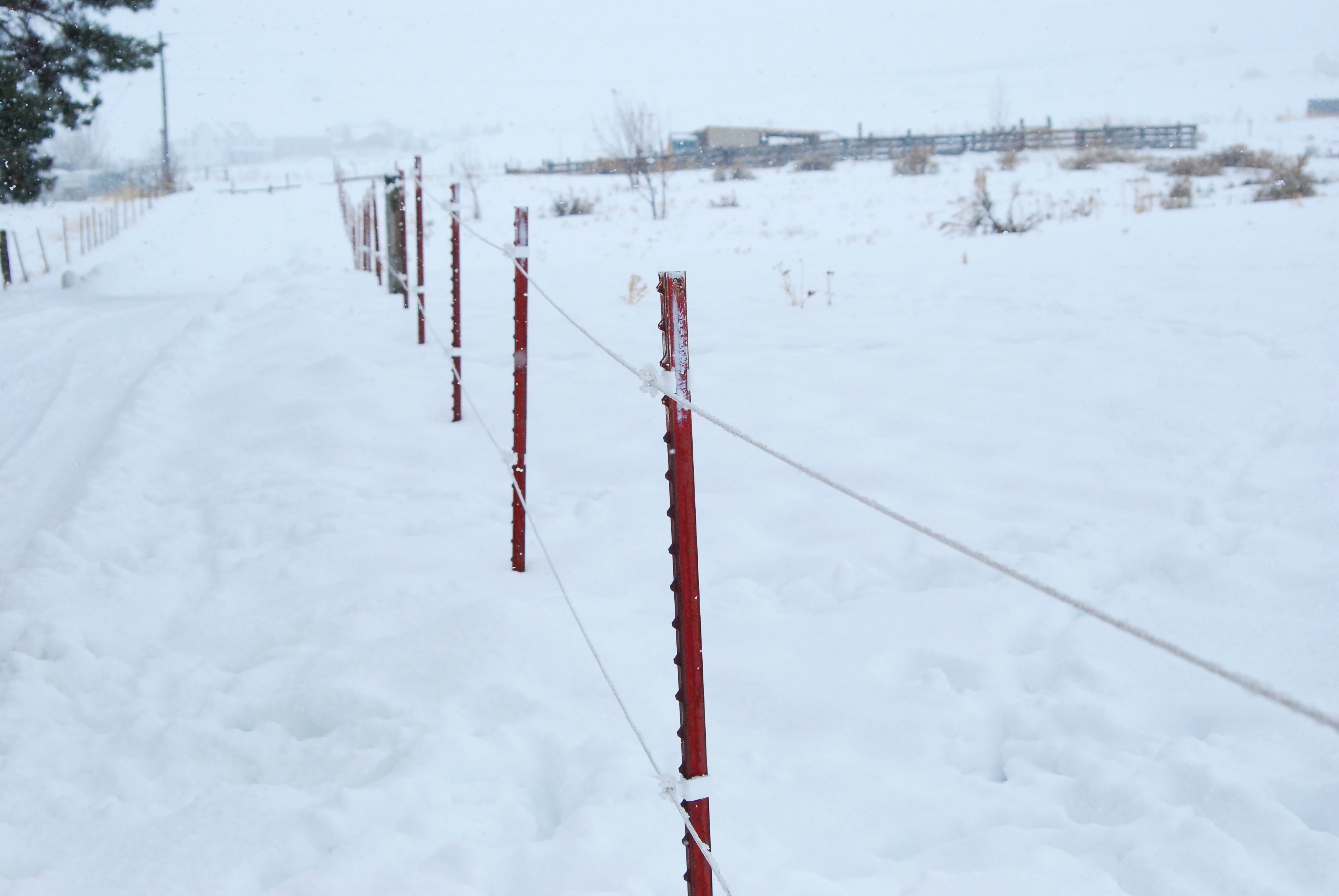 Electric Fence Setup Setup, cost, & review! • Longbourn Farm