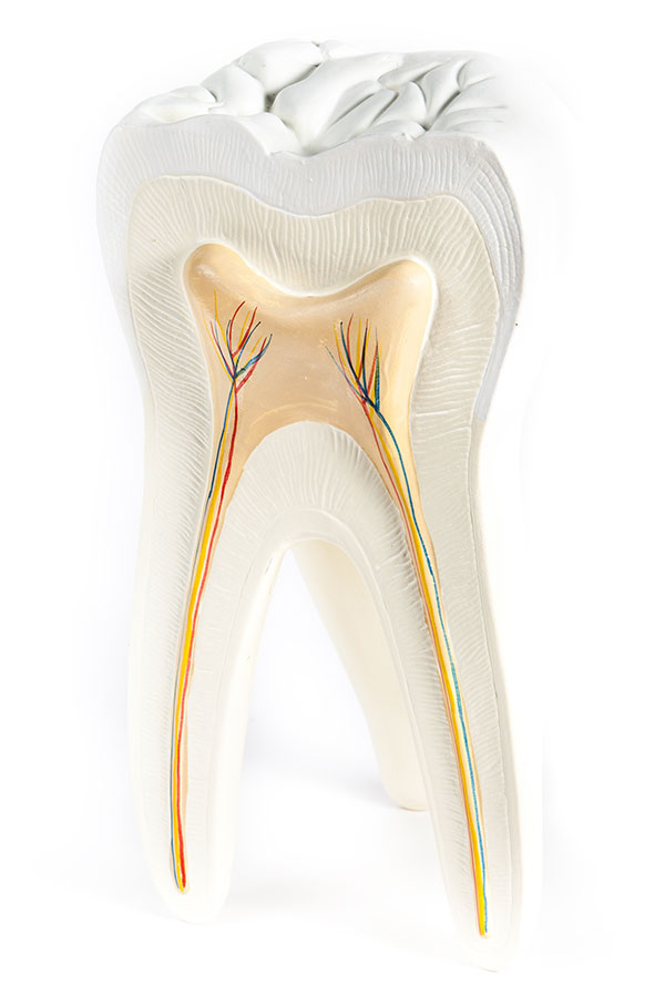 Root Canal Therapy in Carthage & Watertown Long Falls Dentistry