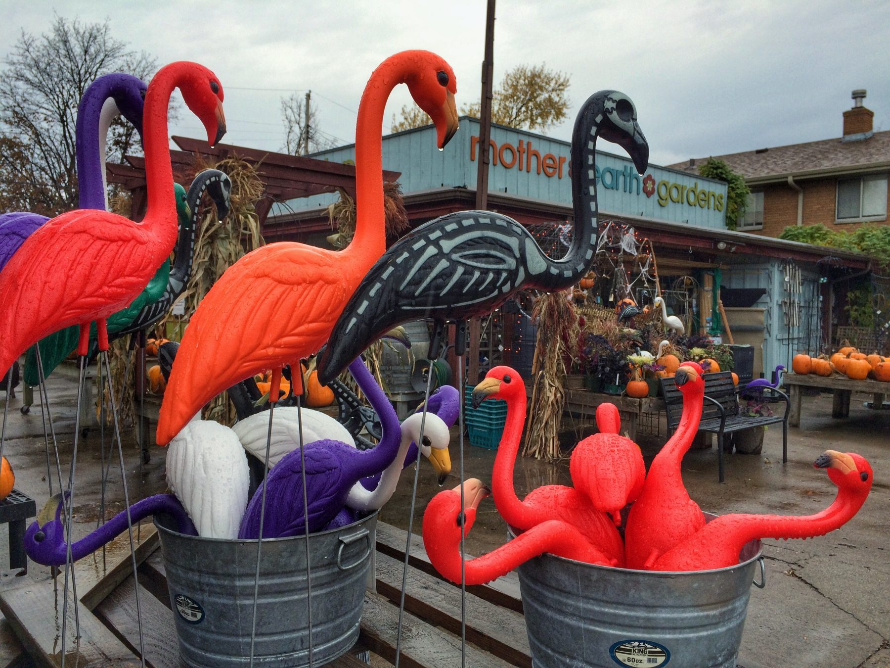 Festive displays at Mother Earth Gardens Longfellow365