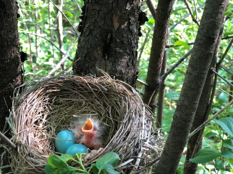 Robin Eggs Longfellow365