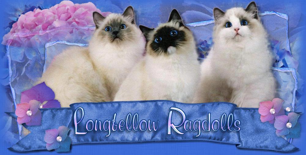 Ragdoll Kittens for Sale Olympia WA Longfellow Ragdolls