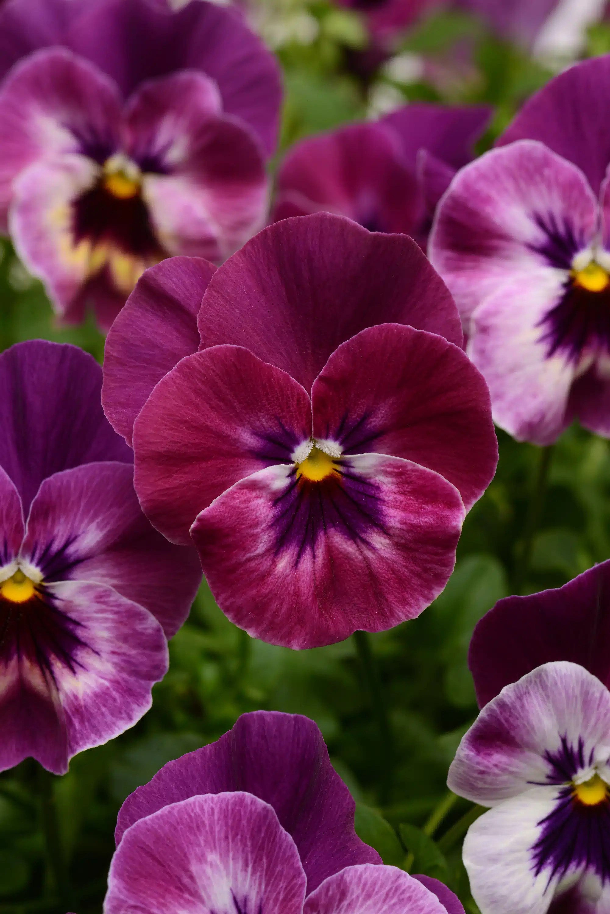 Pansy 'Cool Wave' Series Longfellow's Garden Center