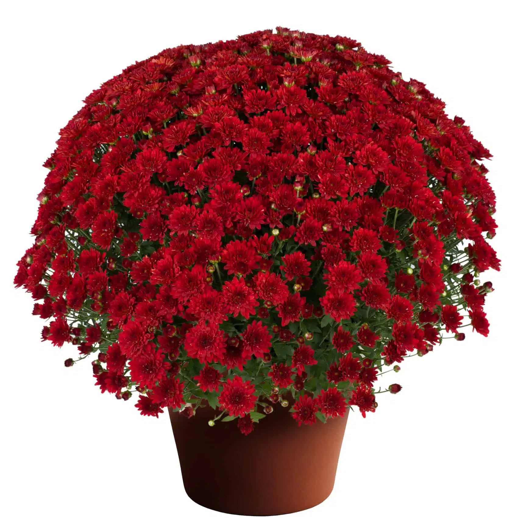 Chrysanthemum 'Red Varieties' Longfellow's Garden Center