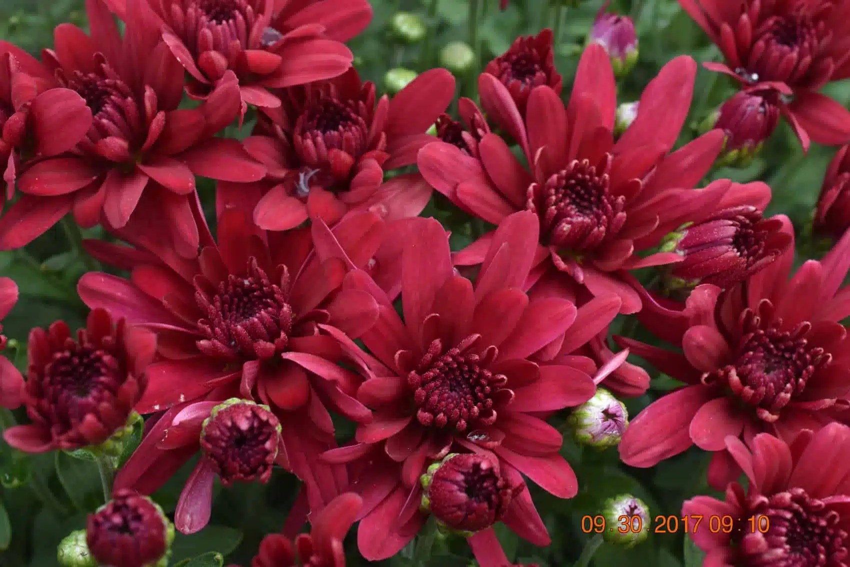 Chrysanthemum 'Red Varieties' Longfellow's Garden Center