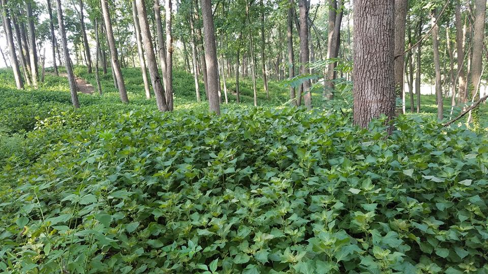 Forest Stand Improvement Long Forestry Consultation