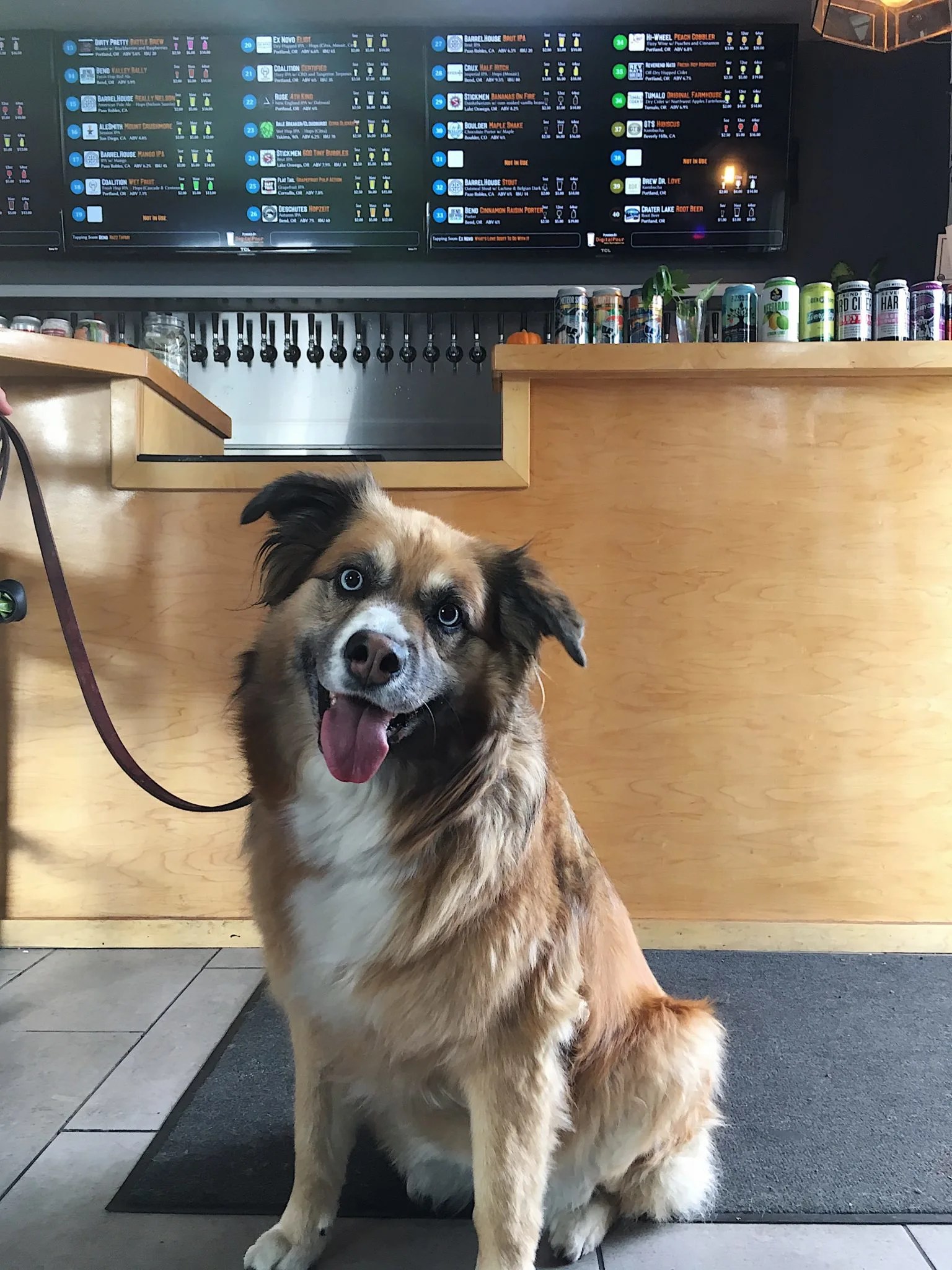 Animal House Pet Store Oregon City Animal House Pet Shop Clackamas County Oregon We are your