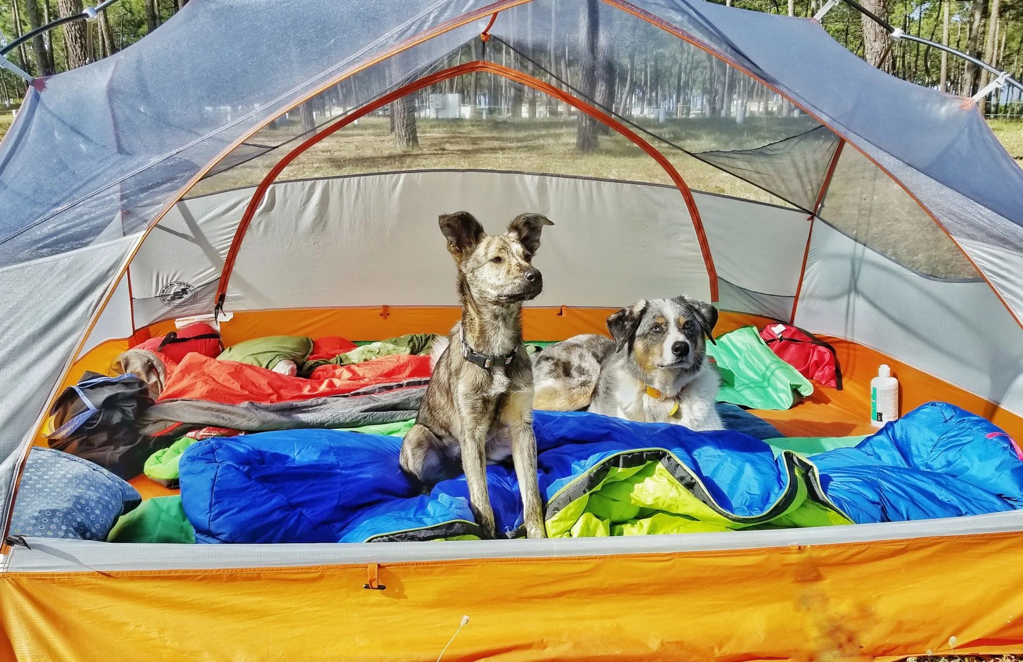 List Of Tent Camping With Dogs For You