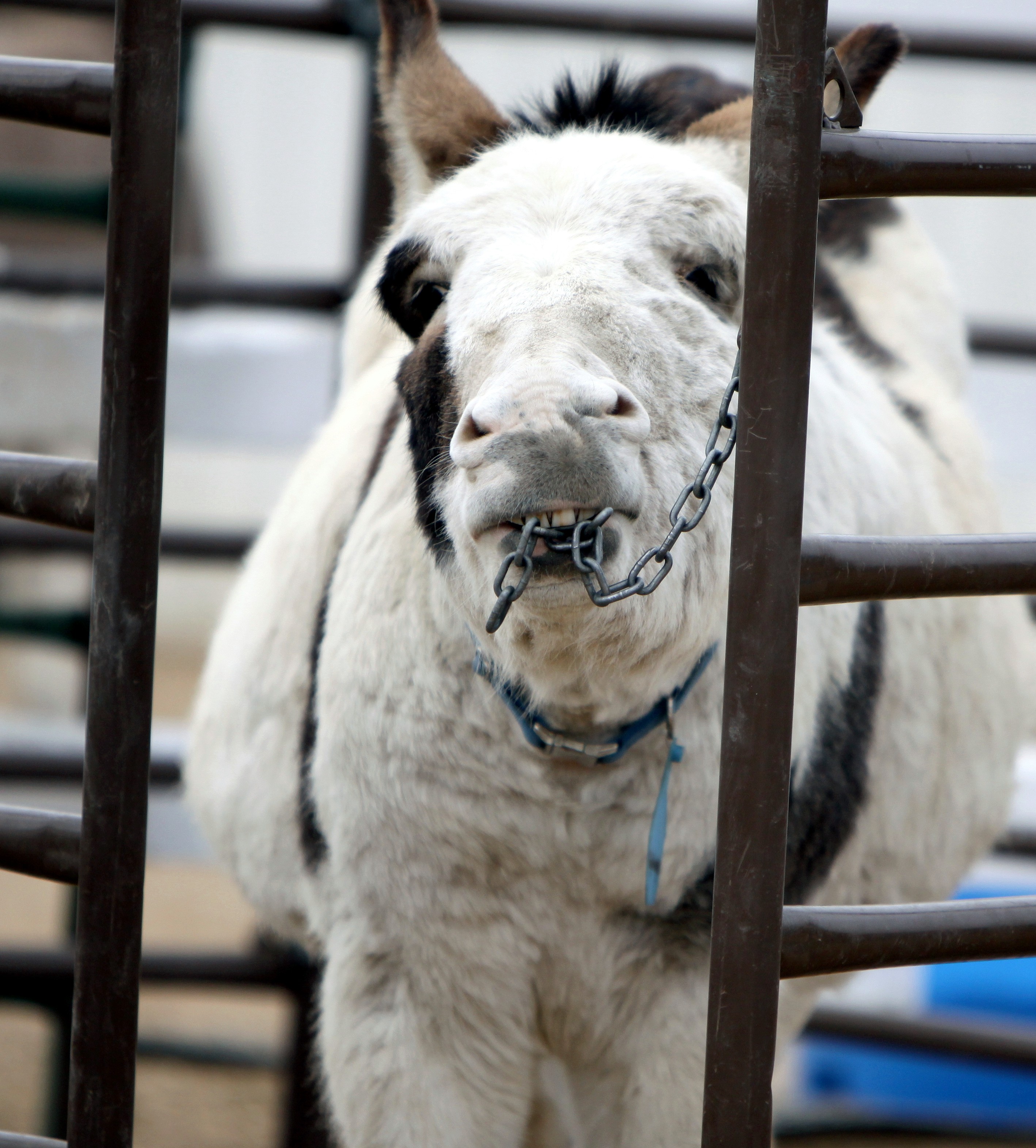 Equine Toys For Donkeys Wow Blog