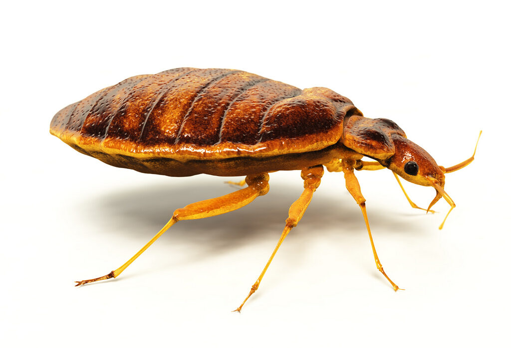 Tips for Creating a Home Bed Bug Defense Kit Protecting Your Property