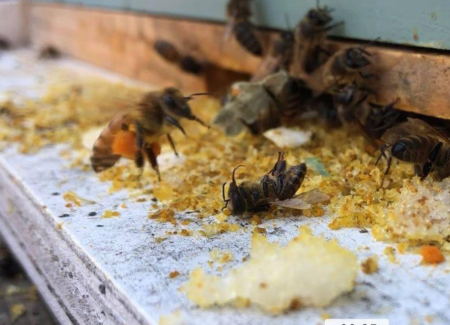 Bee Blog 3 Long Island Beekeepers Club