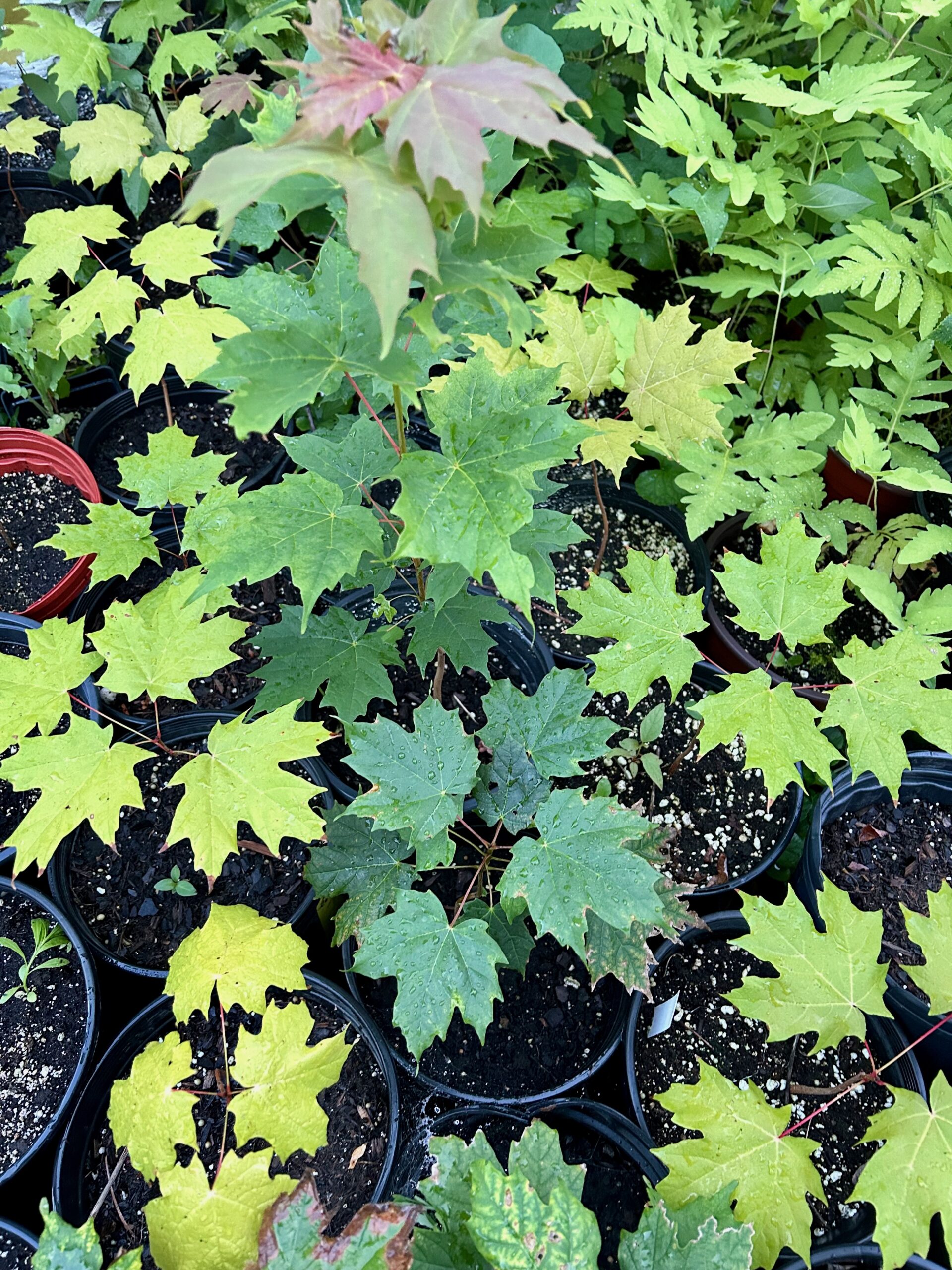 Native Plants For Sale in Sayville! The Long Island Conservancy