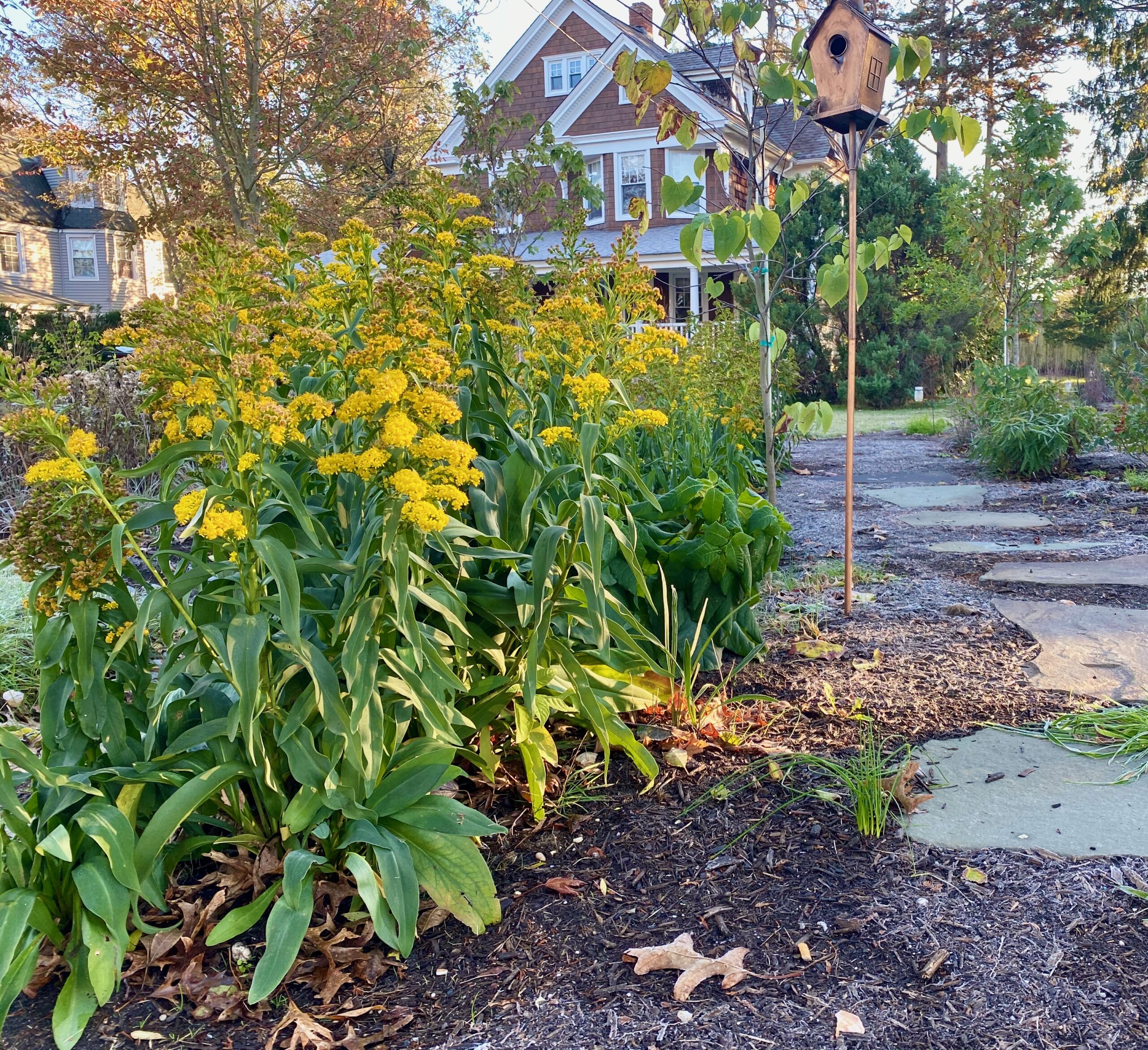 Native Plants For Sale in Sayville! The Long Island Conservancy