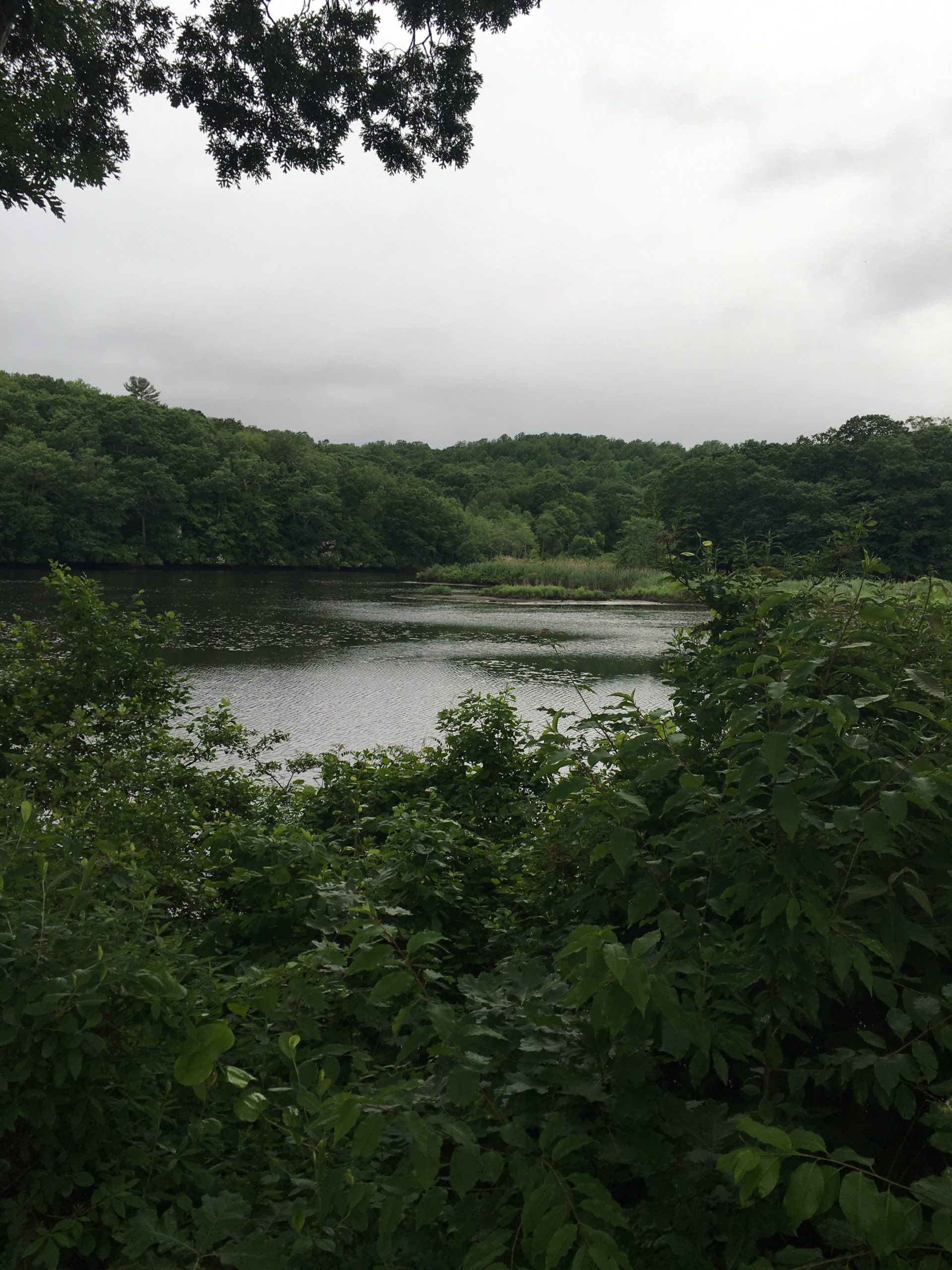 Monitoring Reveals Signs of a Sturgeon Comeback in the Connecticut