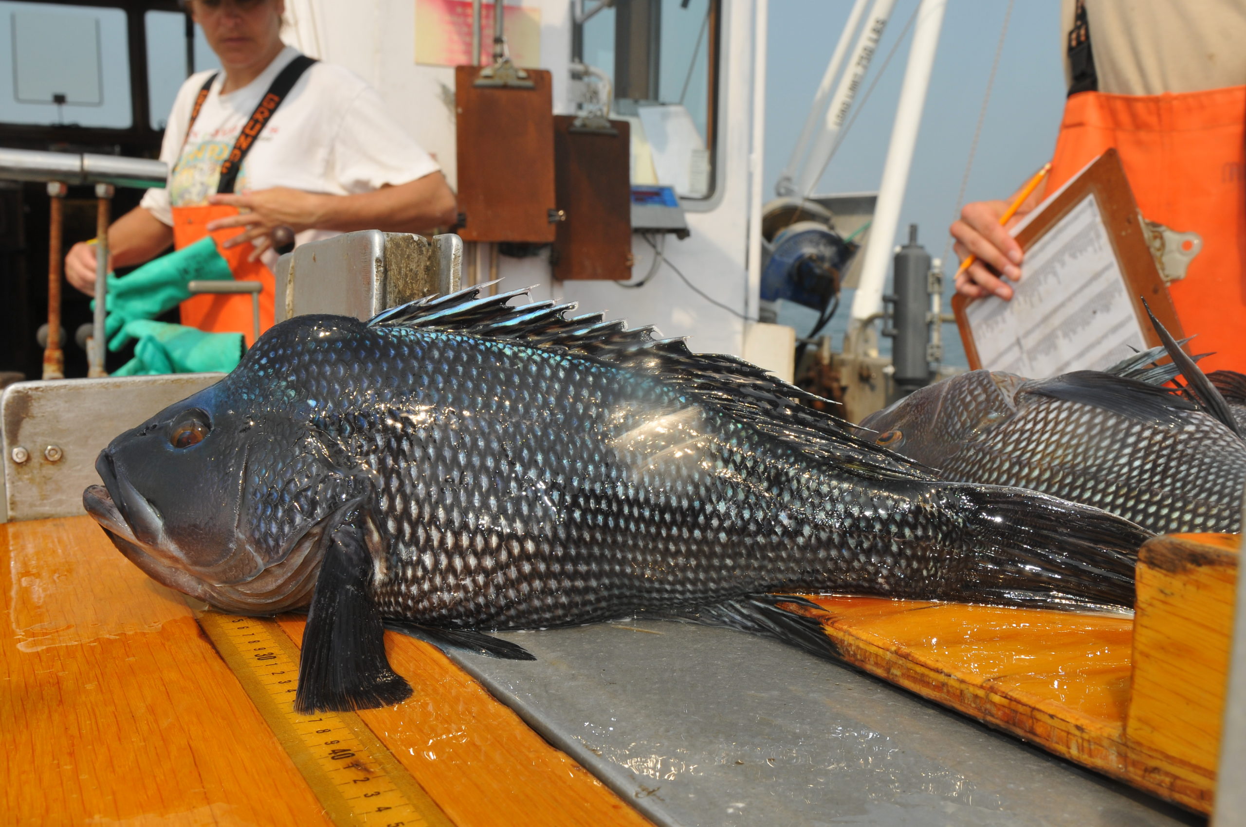 Black Sea Bass Populations Increasing Rapidly in the Sound Long