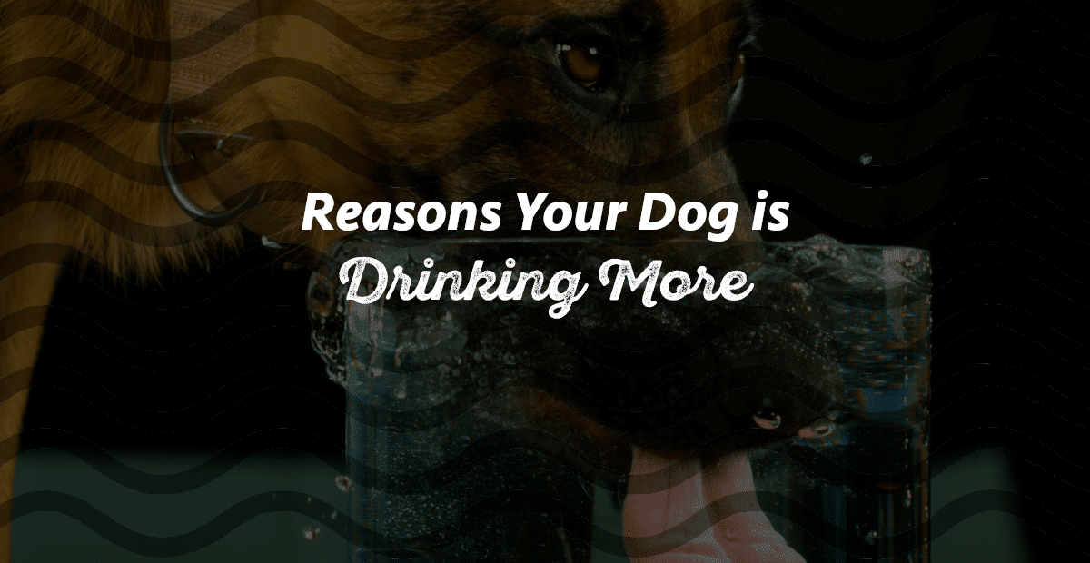 10 Reasons Your Dog Is Drinking More Water