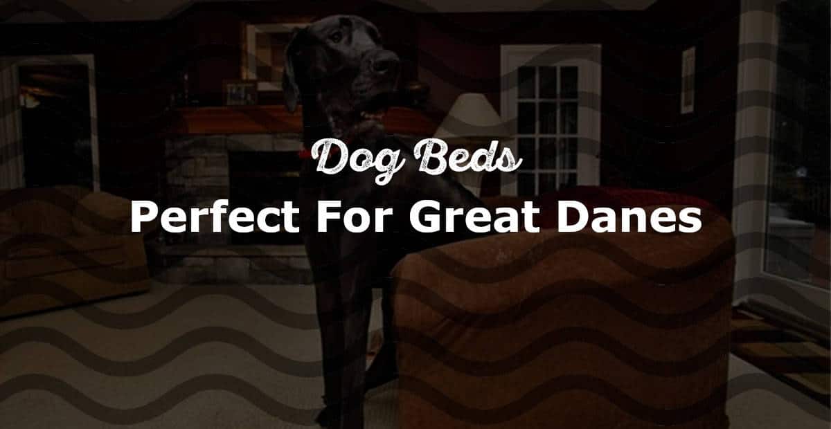 Absolute Best Dog Beds For Great Danes In 2024 (with Reviews)