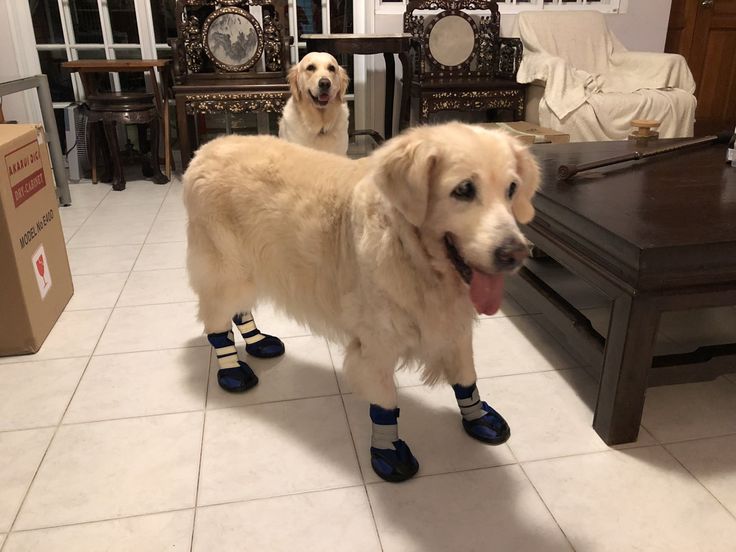 Best Hot Weather Dog Boots Updated July 2024