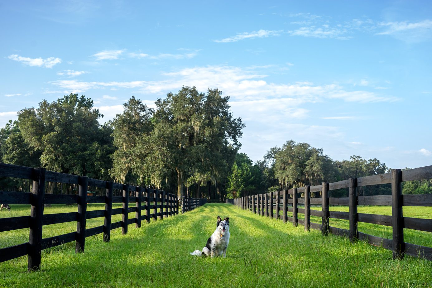 Best Wireless Fences For Large Dogs at Jesse Huggins blog