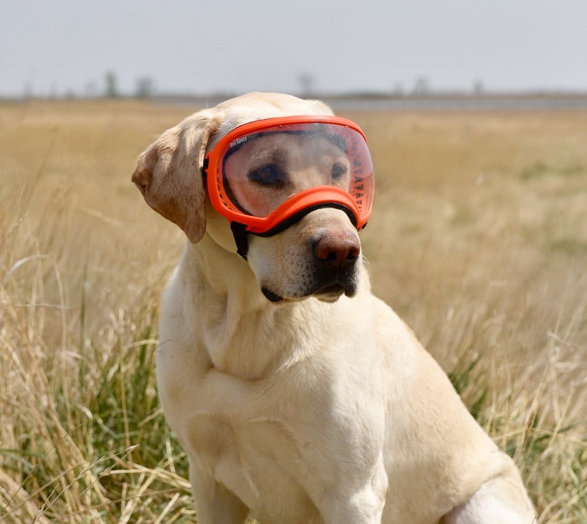 Goggles For Pugs L Top Reviews & Analysis Long Live Dog