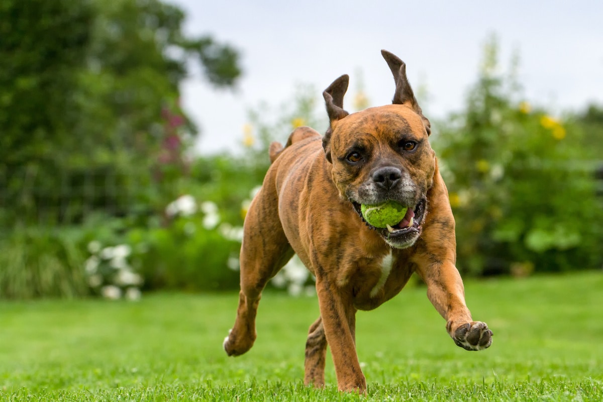 Best Tips For Training A Hyperactive Dog, With Tools Equipment, Food To