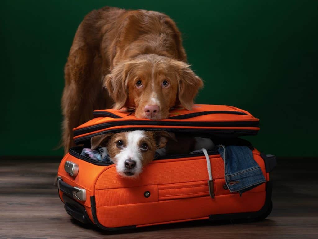 Best Things To Prepare & Tips To Travel With Big Dogs Updated