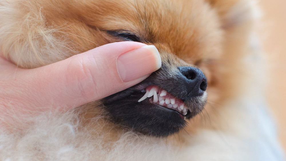 How To Clean Your Dog’s Teeth (without brushing!) Long Live Your Dog