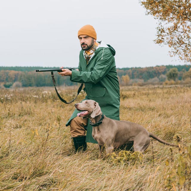 7 Tips for Training Hunting Dogs Longmeadow Game Resort