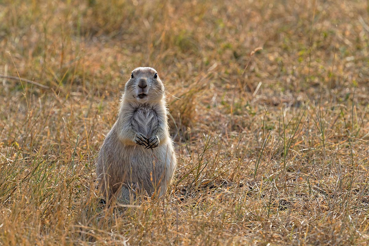 Prairie Dog Hunting 7 Reasons to Hunt Some Vermin this Summer