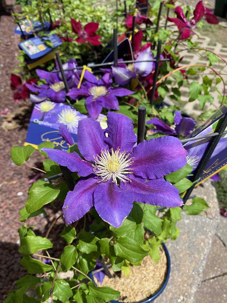 Long Nursery Lebanon County's Largest Selection Of Perennials