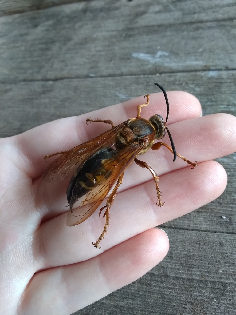 Species of the Month Eastern Cicada Killer August 2023 Long Point