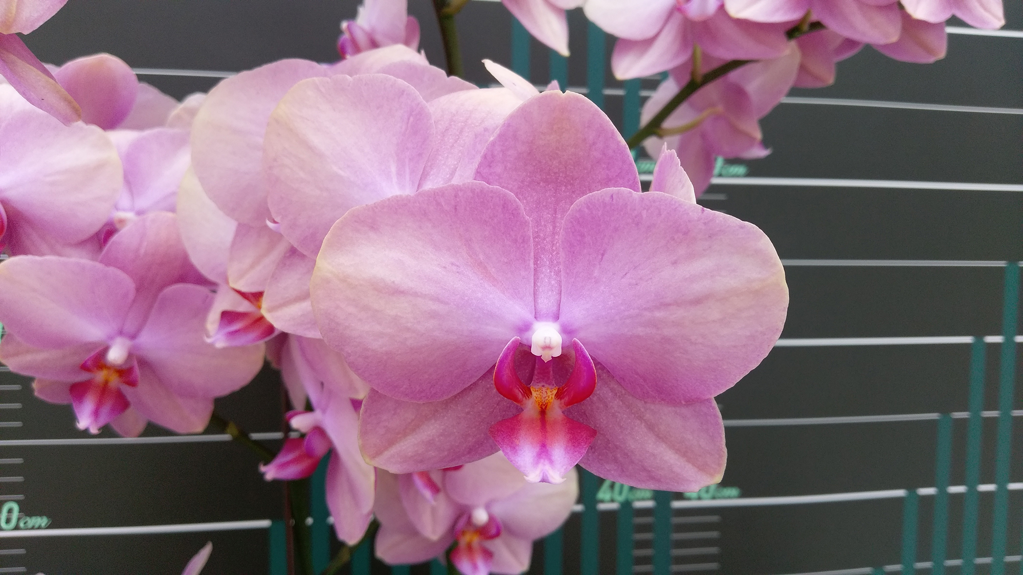 M-P1476 – LongPride