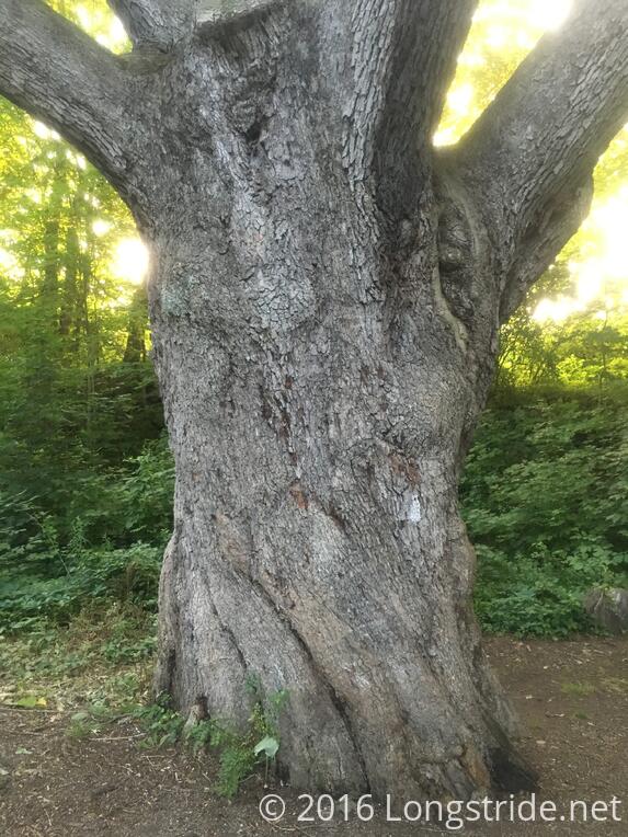 Schaghticoke Mountain Campsite Appalachian Trail, 2016 Longstride