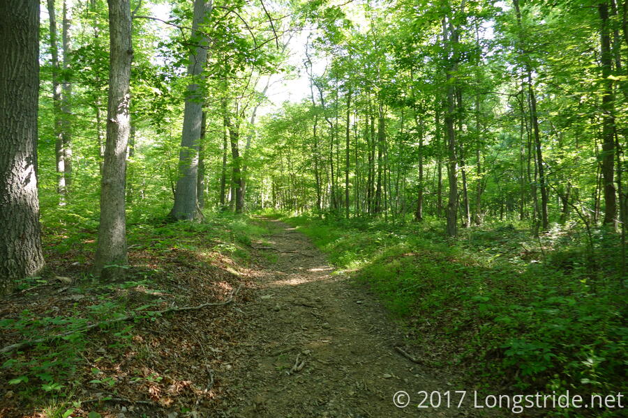 BeeTree Preserve Day Hikes Longstride Trail Journals