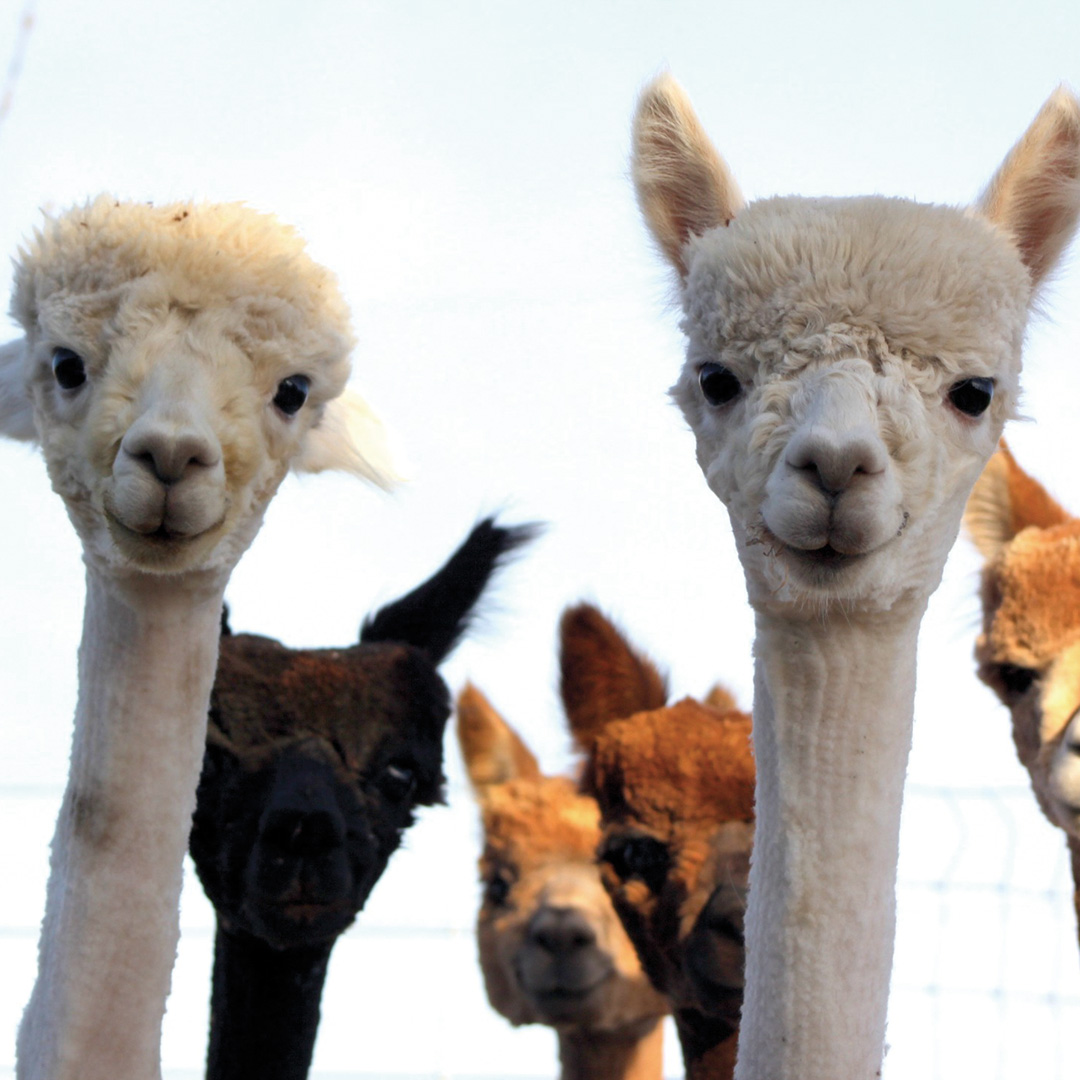 Crew Cut Alpaca Shearing Spin Off