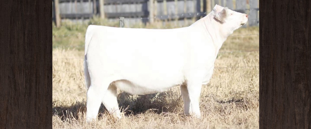 Longview Cattle Co. Sires Bulls Cows Simmentals Saskatchewan