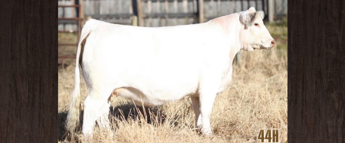 Longview Cattle Co. Sires Bulls Cows Simmentals Saskatchewan