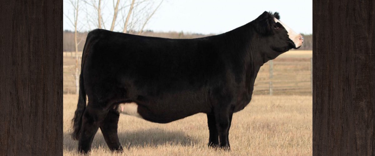Longview Cattle Co. Sires Bulls Cows Simmentals Saskatchewan