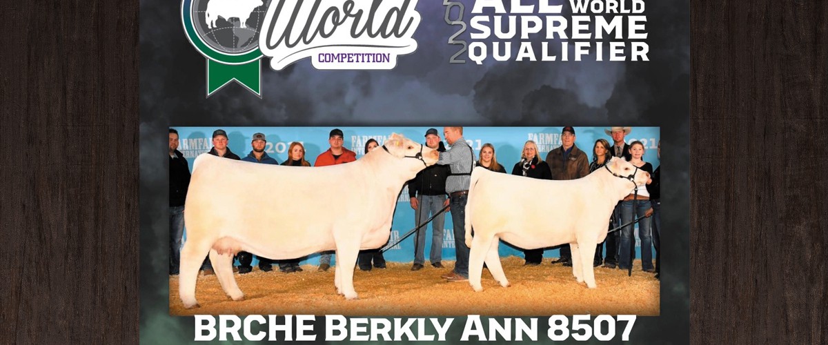 Longview Cattle Co. Sires Bulls Cows Simmentals Saskatchewan