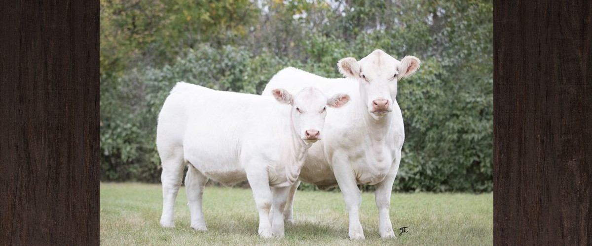 Longview Cattle Co. Sires Bulls Cows Simmentals Saskatchewan