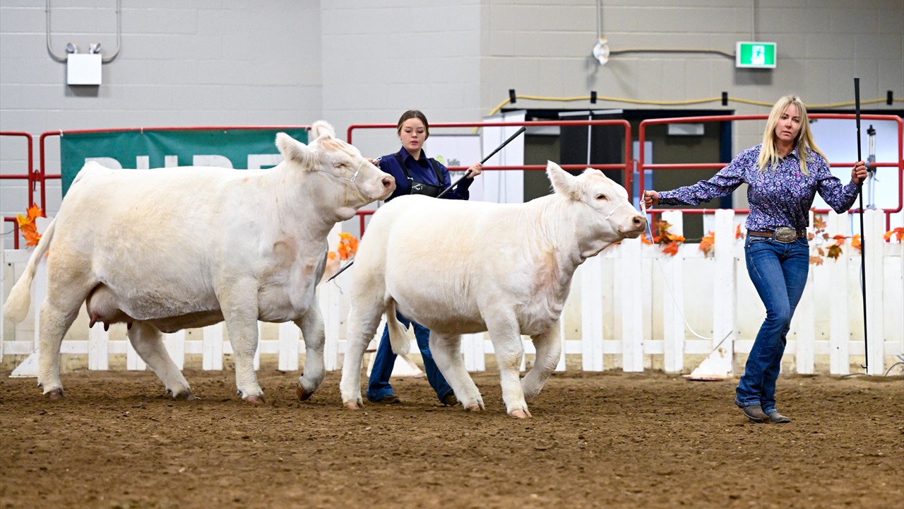 Show Ring Longview Cattle Co. Awards Agribition Simmental Angus