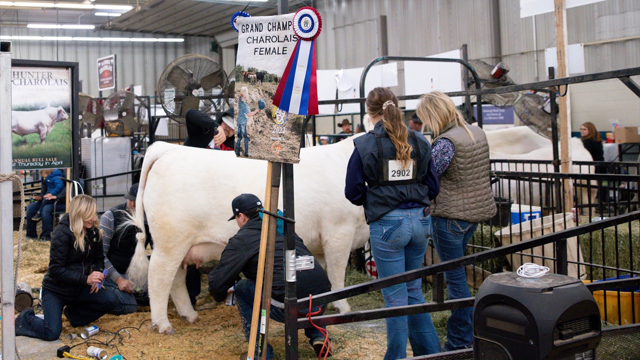 Show Ring Longview Cattle Co. Awards Agribition Simmental Angus