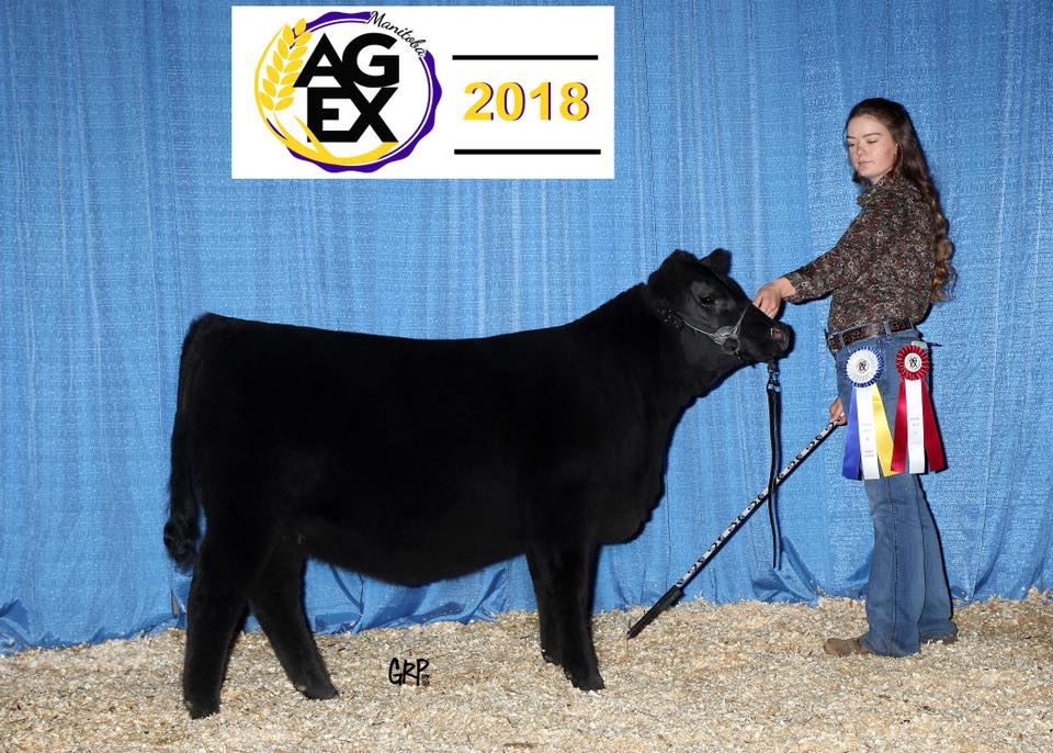 Show Ring Longview Cattle Co. Awards Agribition Simmental Angus