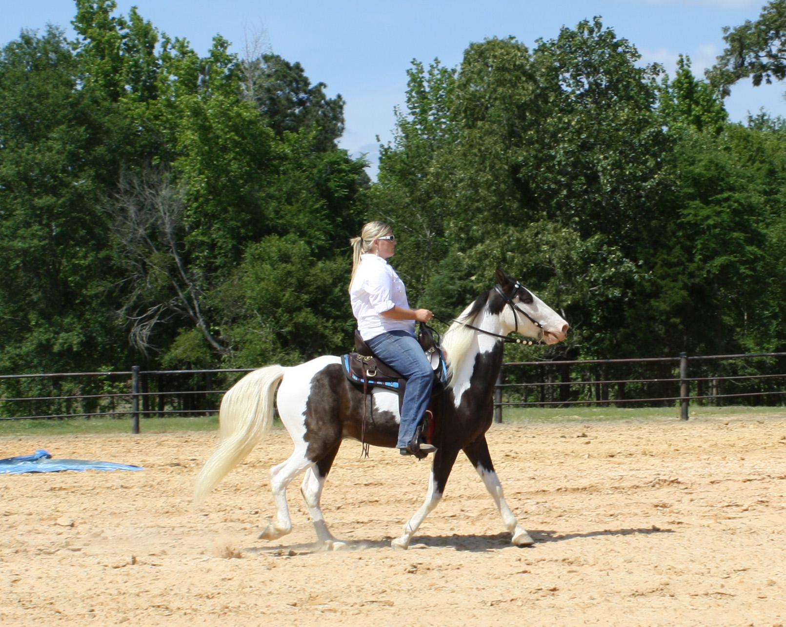 Pete1 Longview Horse Farm