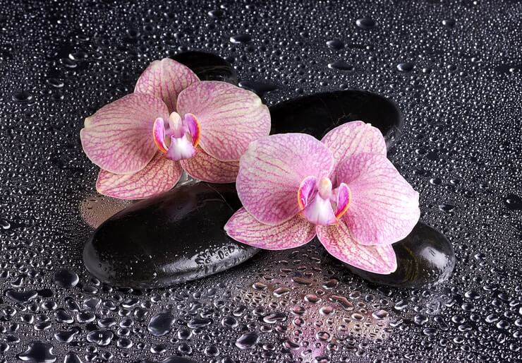6 Best Orchids to Grow in the Bathroom The Ultimate Guide