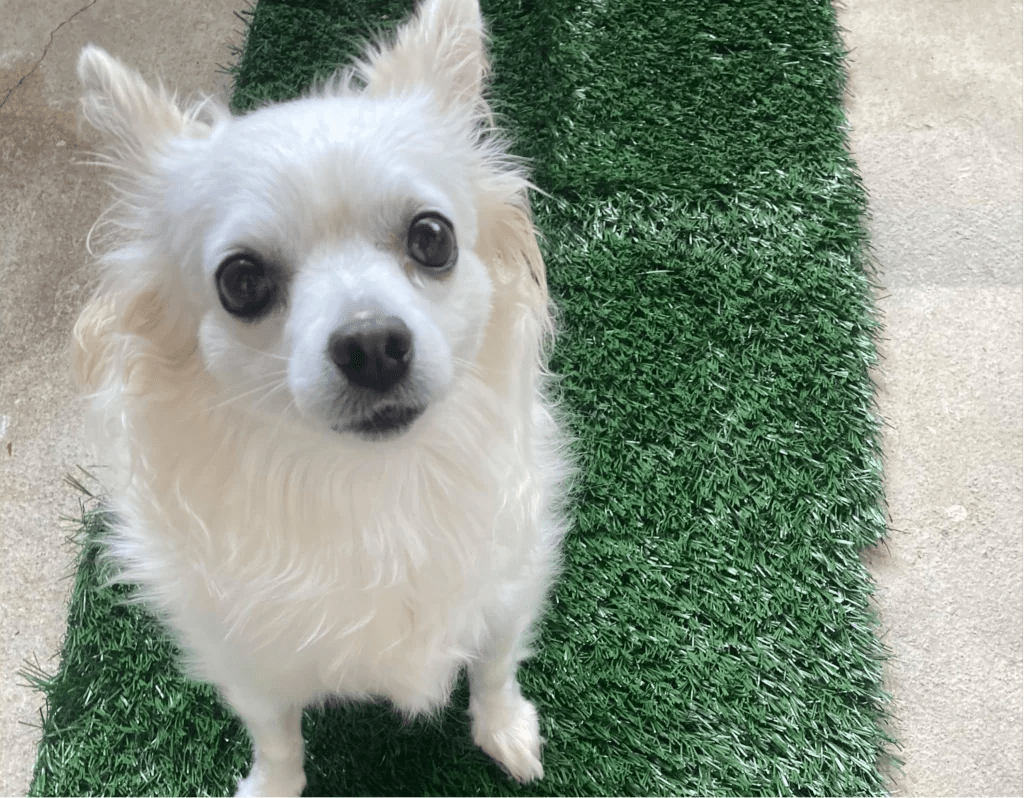 Loobani dog grass pee pads